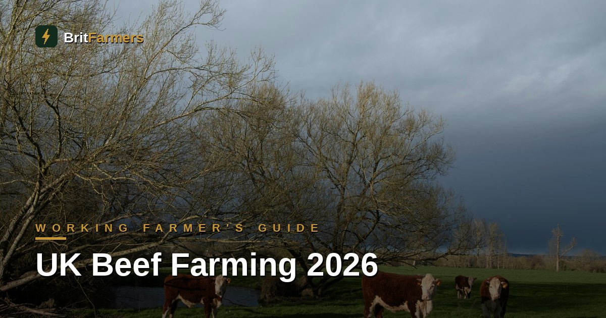 UK Beef Farming in 2026: A Working Farmer's Guide to Suckler and Finishing Systems — BritFarmers