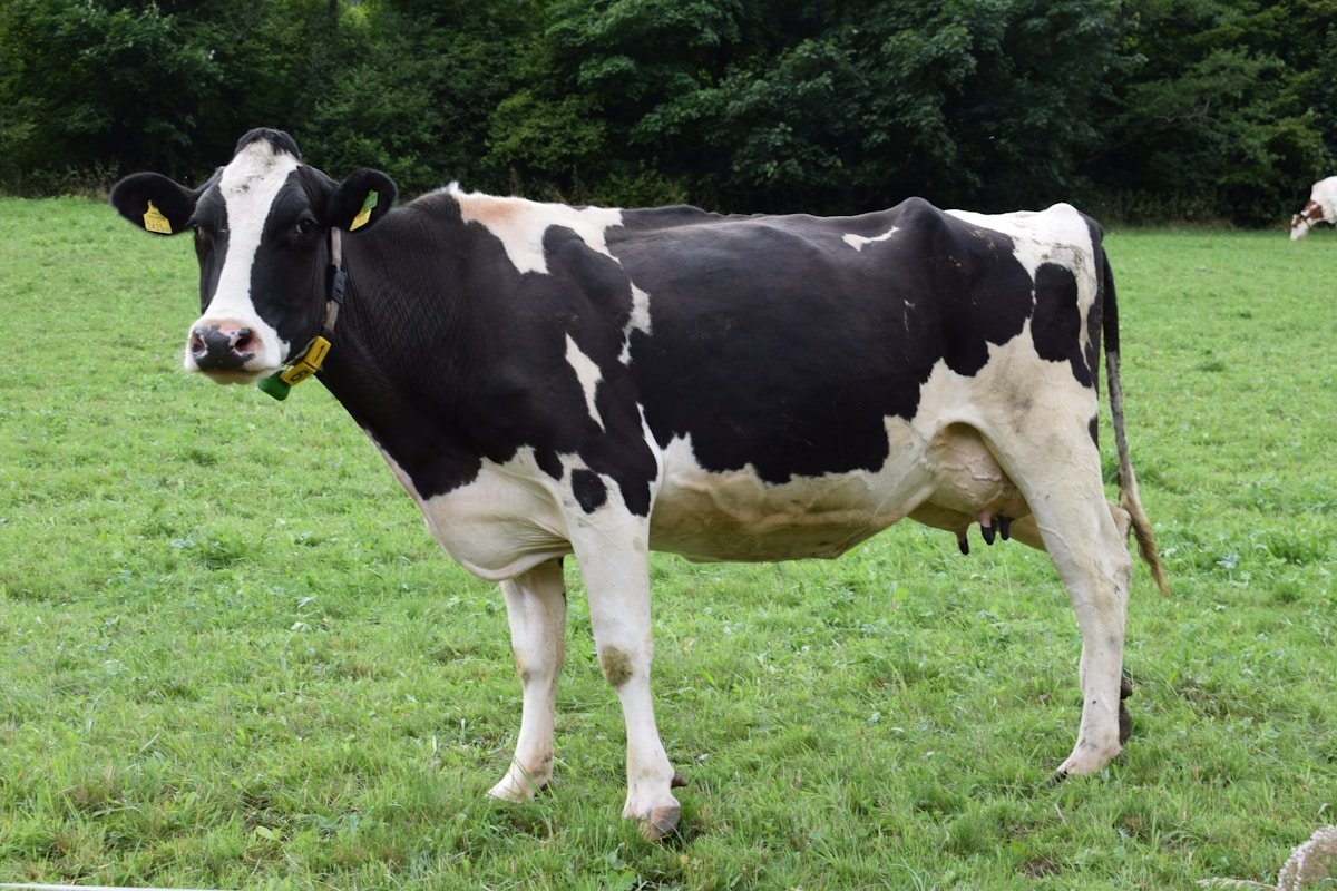 Best Grass Varieties for UK Livestock: Your 2026 Guide to Top Picks — BritFarmers