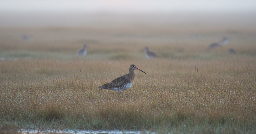 Nearly £1m to Save Wales' Curlew From Extinction
