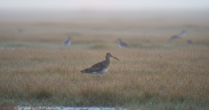Nearly £1m to Save Wales' Curlew From Extinction