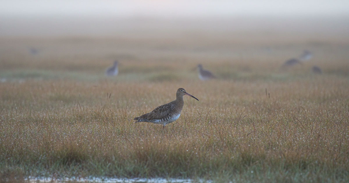 Nearly £1m to Save Wales' Curlew From Extinction — BritFarmers