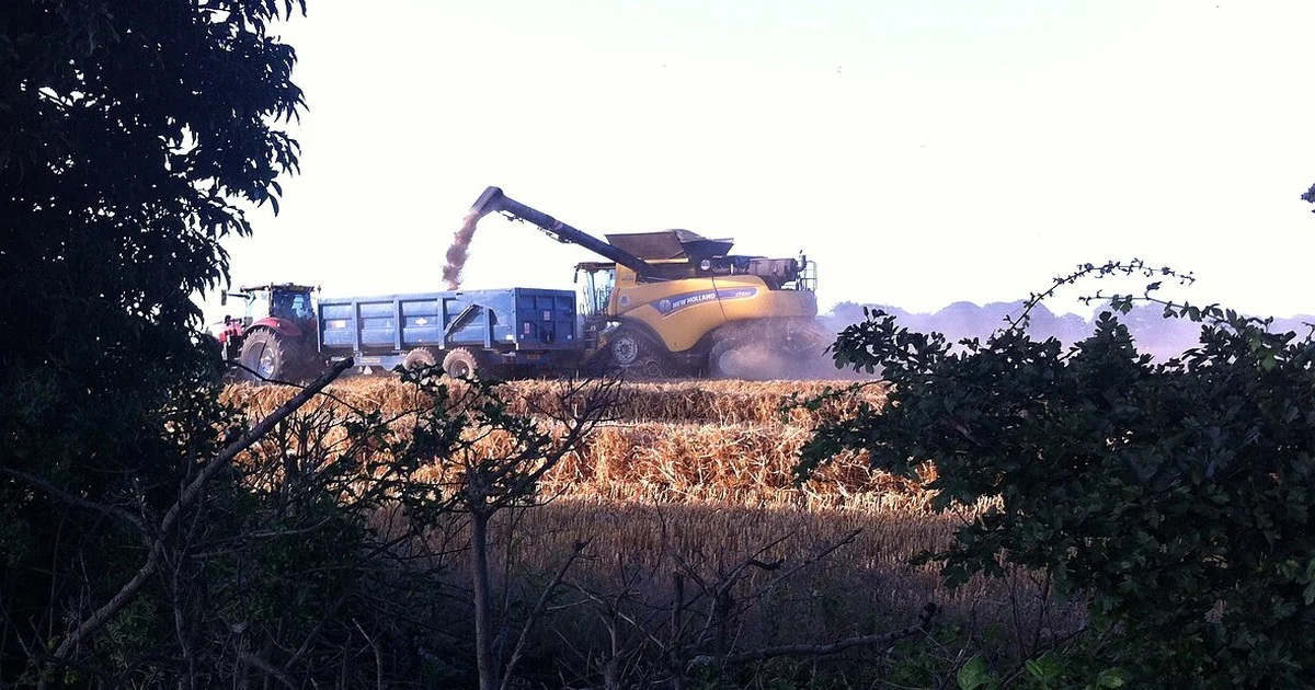 Combine harvester unloading grain into a trailer during the UK harvest