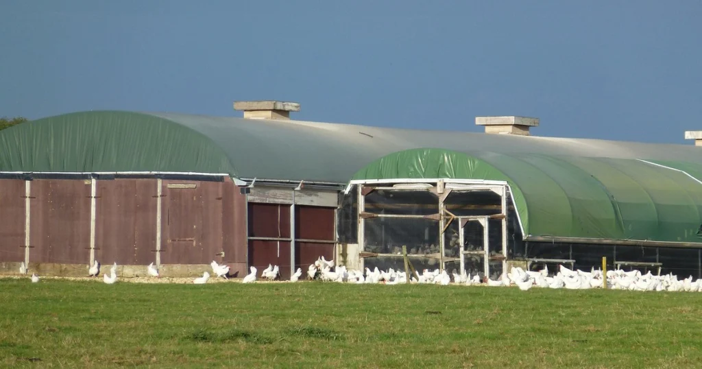 Free-range hens outdoors on a UK farm ahead of winter bird flu housing measures
