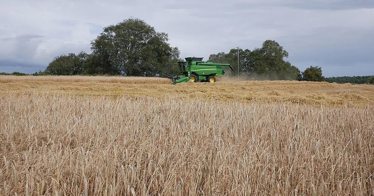 Combine harvester cutting a ripe barley crop at the start of the UK harvest
