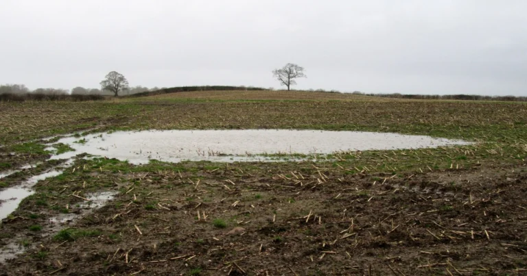 Rainwater standing in a low spot of a winter arable field, unable to drain away