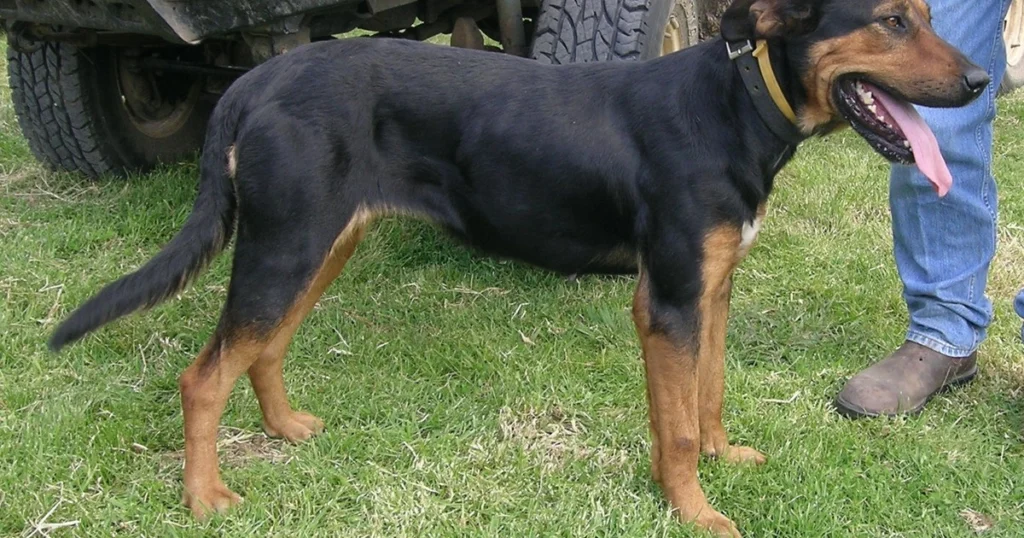 New Zealand Huntaway sheepdog
