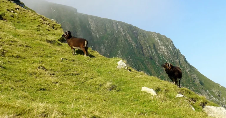Soay sheep ram with curved horns