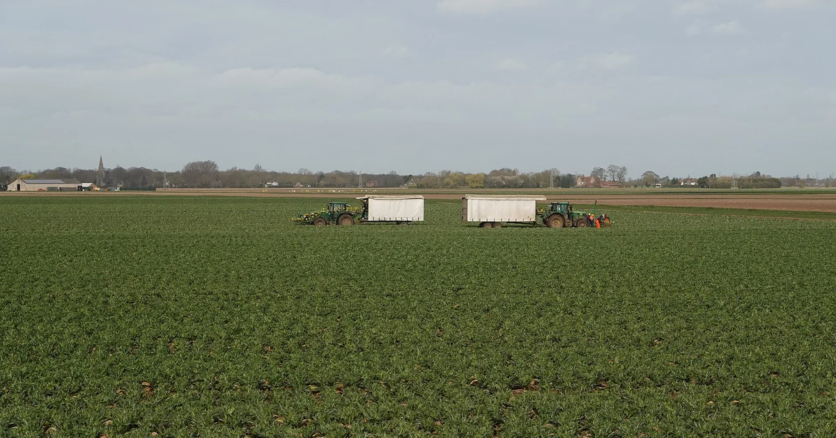 Vegetable harvesting rigs with covered field-packing trailers working a brassica crop