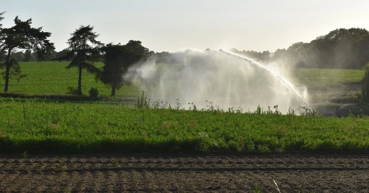 Rain gun irrigating a field vegetable crop on an English farm