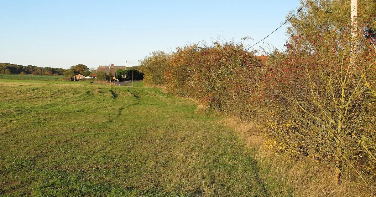 Autumn hedgerow beside grassland near Great Dunmow, Essex