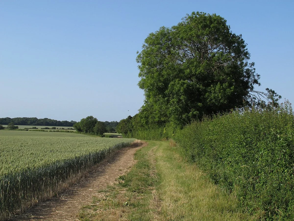 Grass margin between a wheat crop and a hedge at Fyfield, Essex
