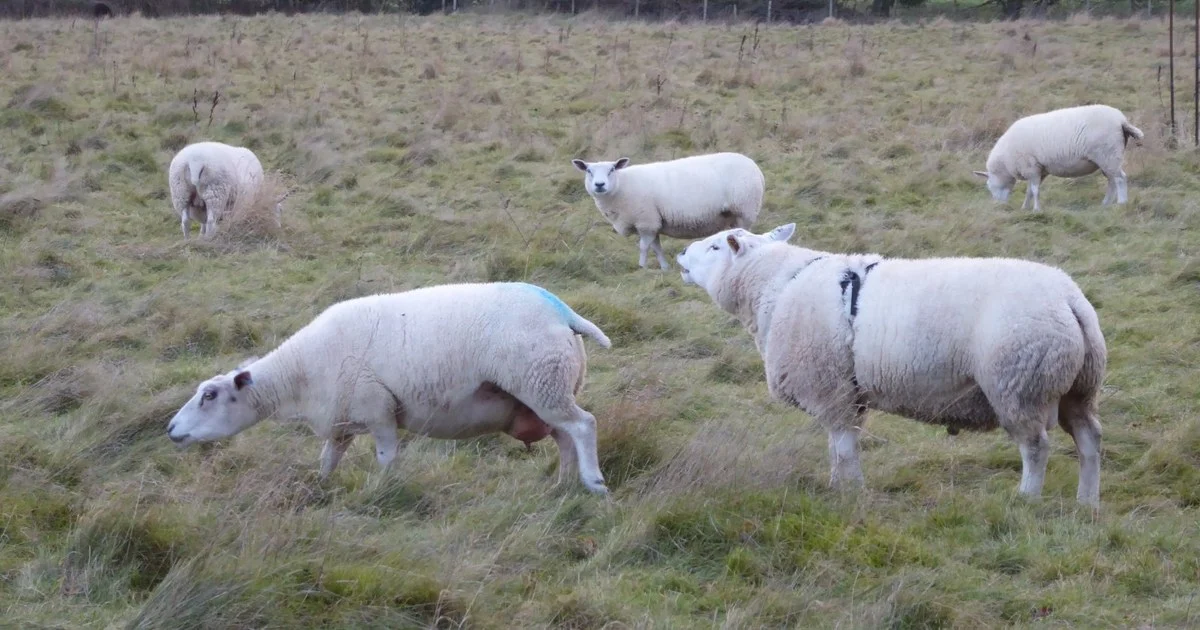 A Texel ram wearing a raddle harness with ewes in an autumn field, one ewe already marked blue