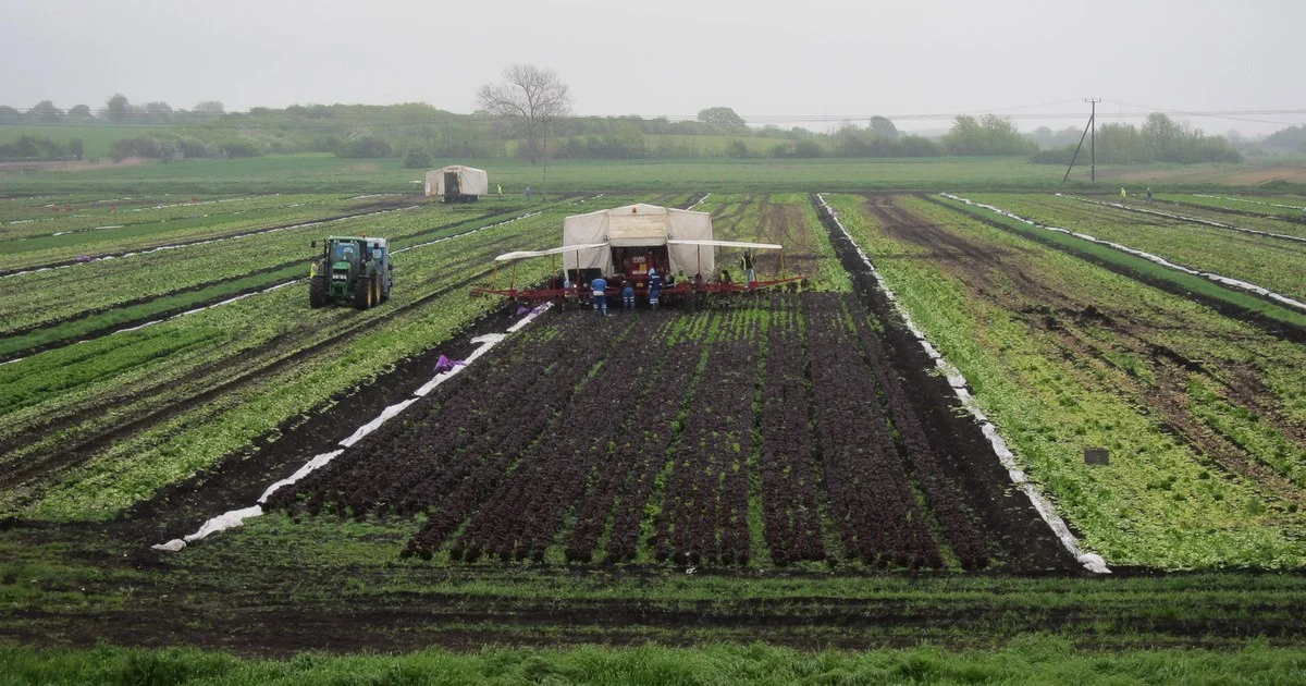 Workers on a harvest rig cutting red and green lettuce in a salad field near Stuntney, Cambridgeshire