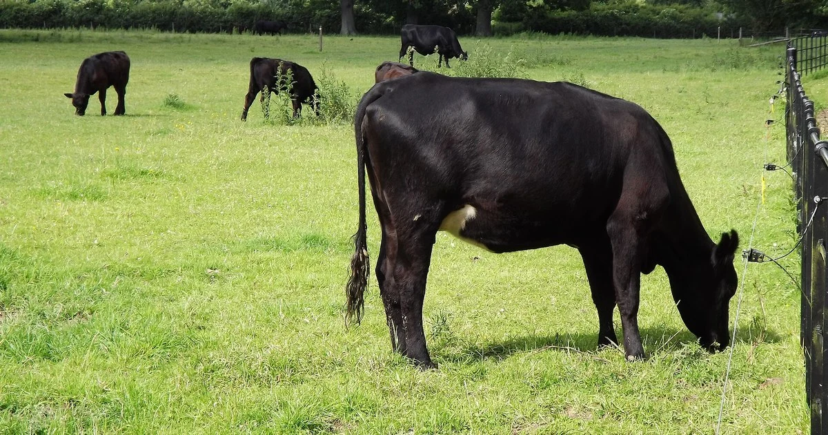 Black Aberdeen Angus cattle grazing