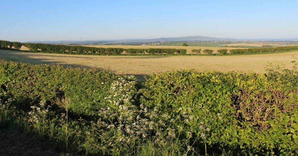 Arable at Neilshill Farm