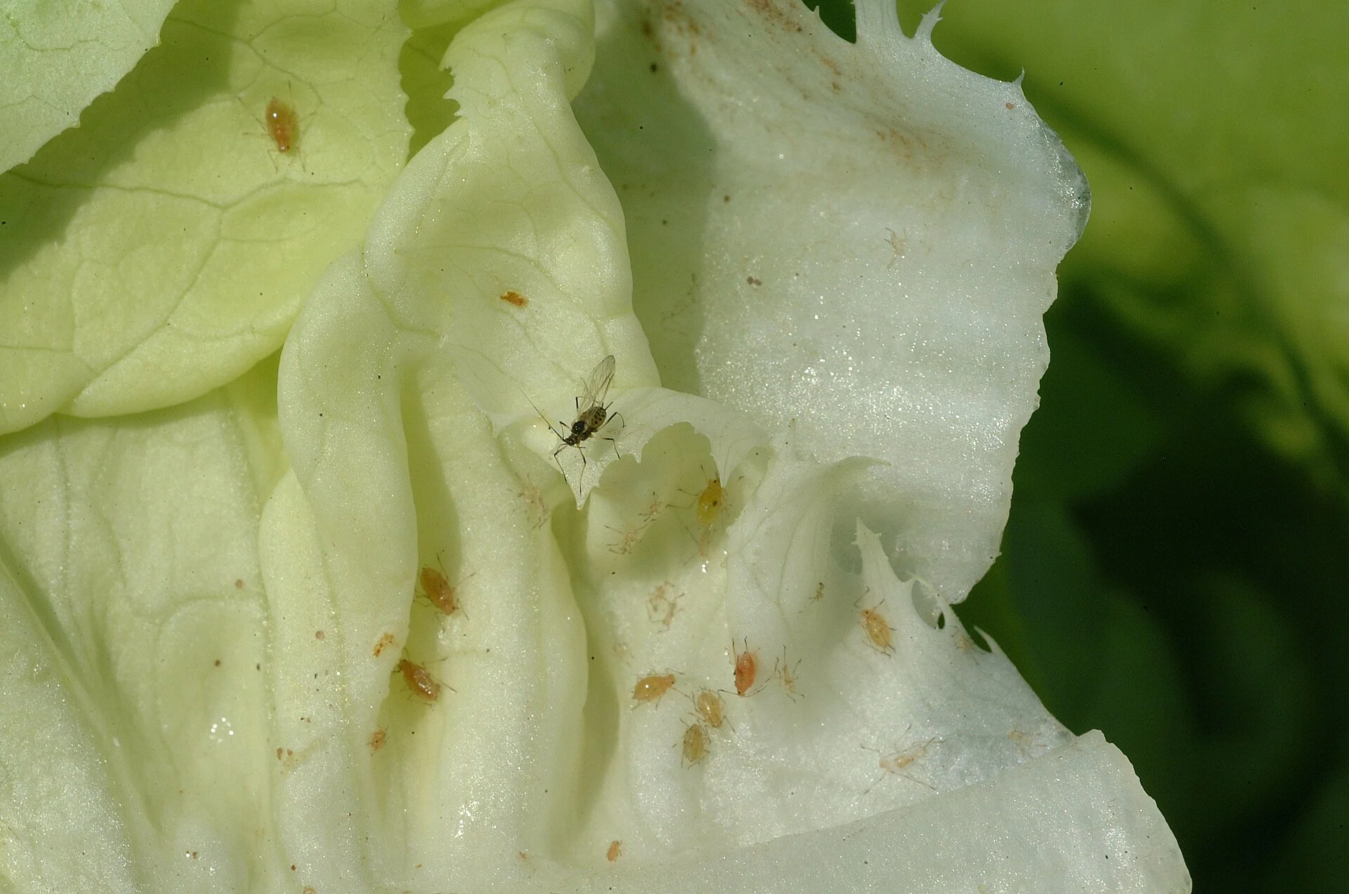 Colony of currant-lettuce aphids, mostly orange nymphs and one winged adult, on the pale inner leaves of a lettuce