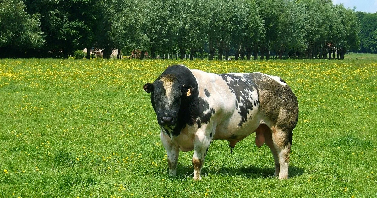 Belgian Blue bull grazing in a meadow