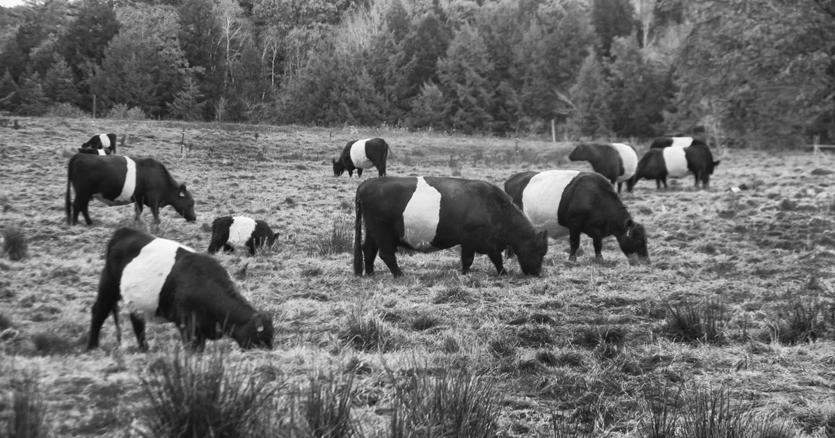 Black Belted Galloway cow with a white belt grazing rough upland pasture