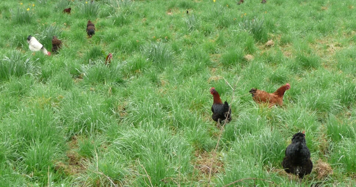Free range hens, Cliviger