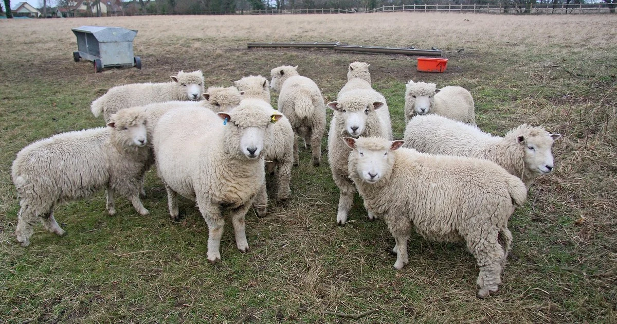 Flock of Ryedale sheep