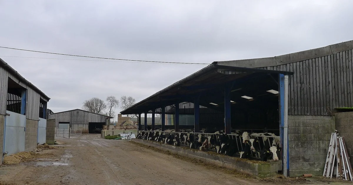 Black and white dairy cows feeding at a barrier in an open-sided cattle shed on a British farm