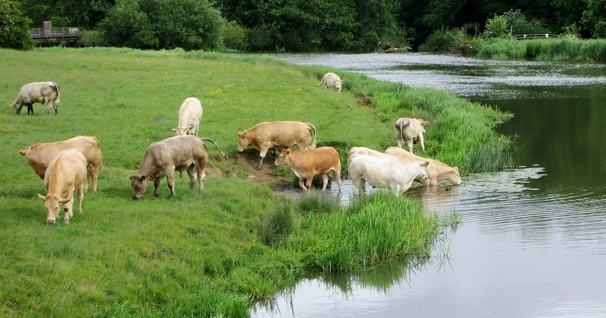 Limousin cross suckler cows and a beef bull grazing together in a green field