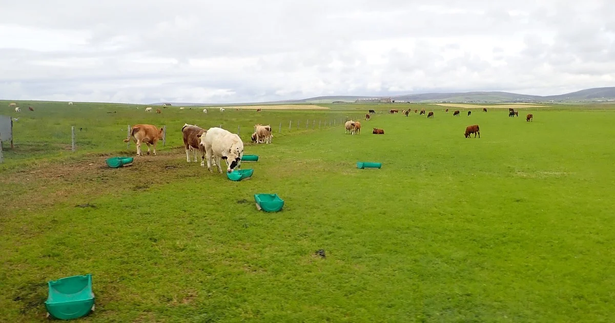 Beef cattle grazing around feeders in a UK field