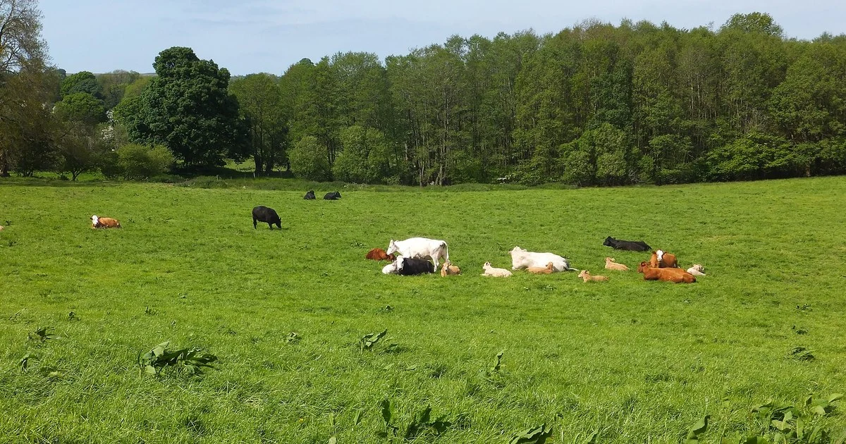 Grazing suckler cows and calves