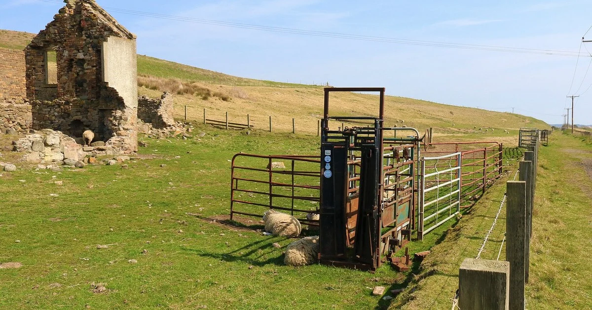Cattle crush