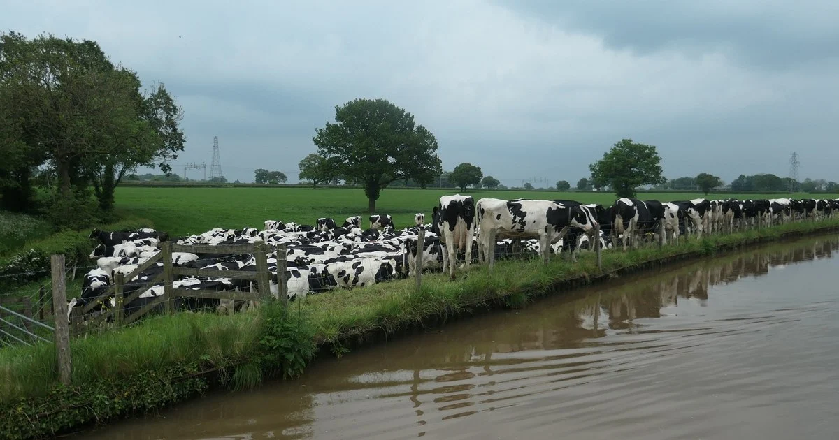 Dairy cows, south of Wimboldsley Grange