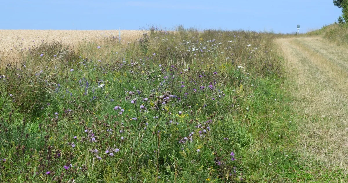 Wildflowers on the field margin