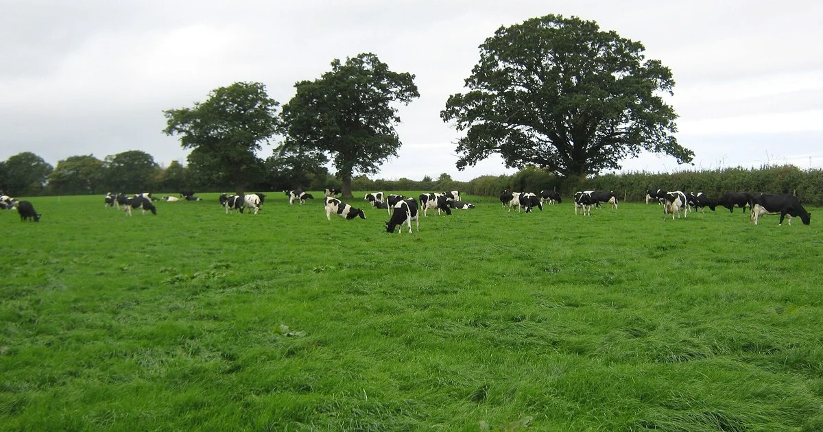 Dairy cows in field