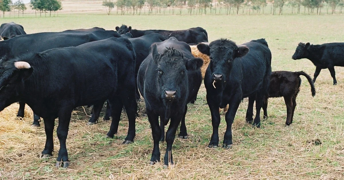 Small herd of black Dexter cattle