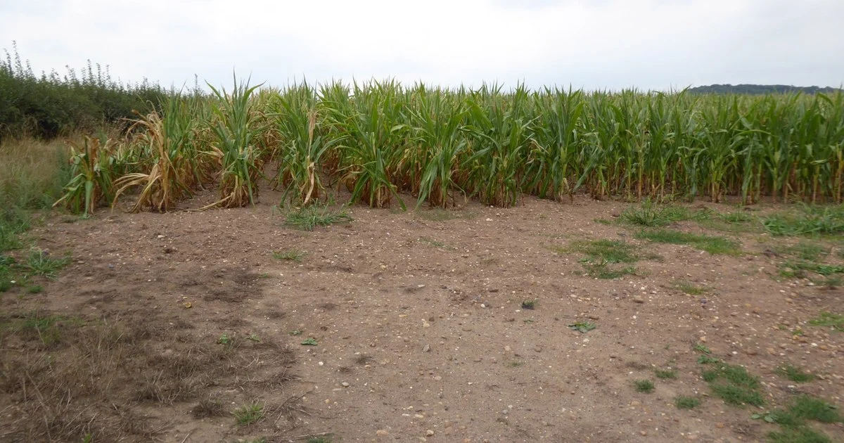 A field of maize