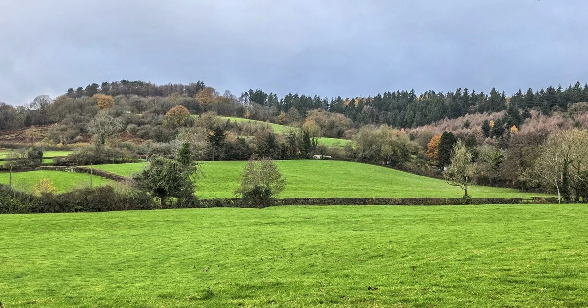 Fields, hedges, woods
