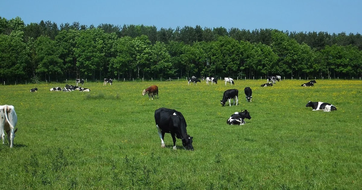 Grazing dairy and suckler cow heifers
