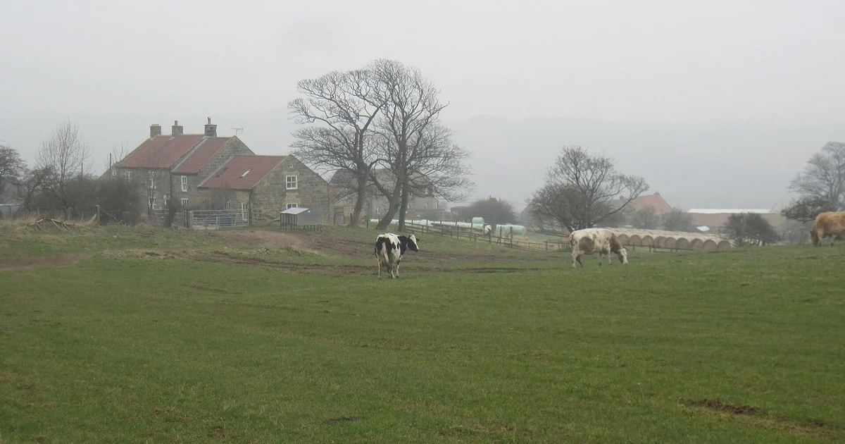 Dairy Cows and Home Farm Roxby