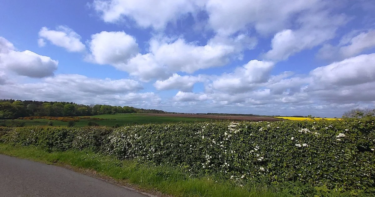 Hedges and Farmland on Windyside Hill