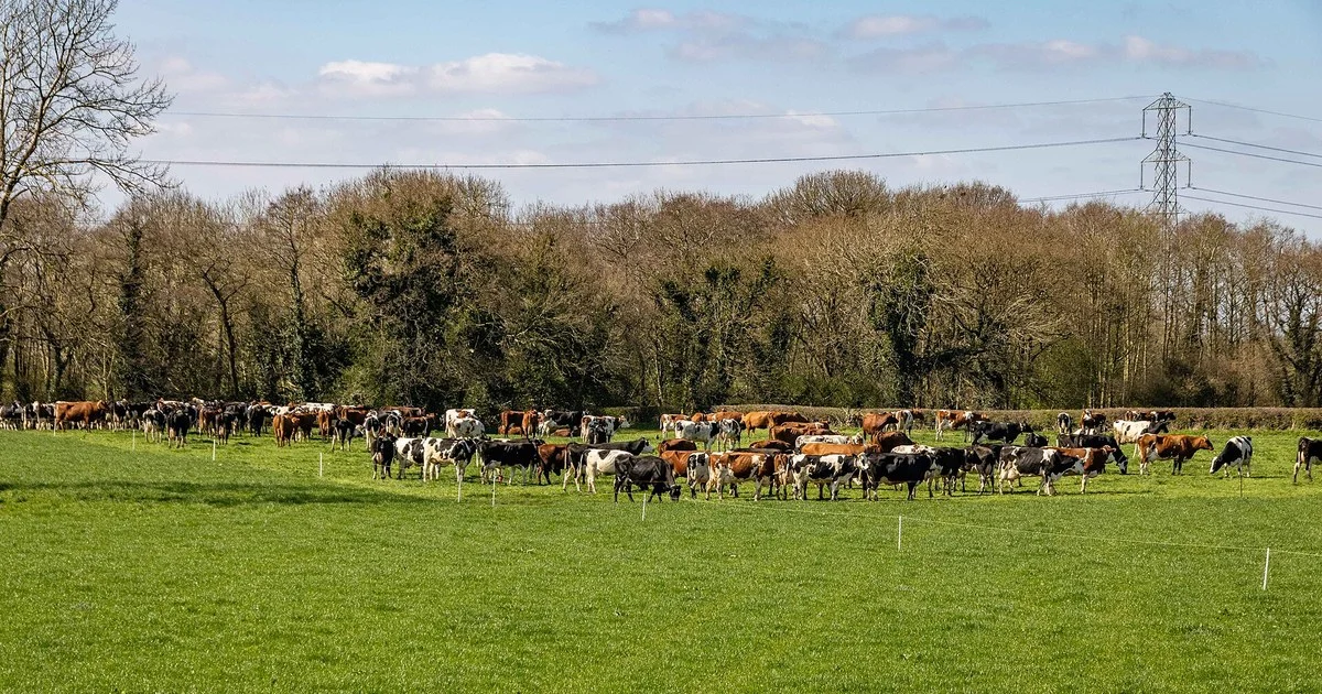 Dairy Herd