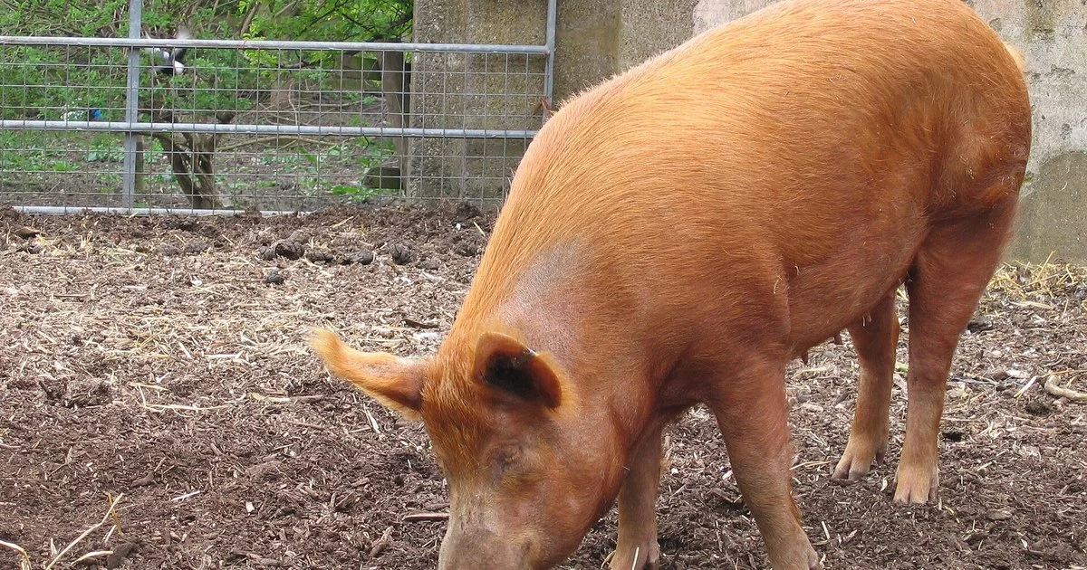 Pig rooting in an outdoor pen