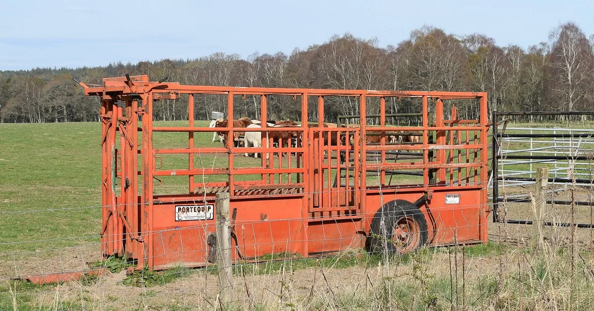Mobile cattle crush and handling trailer in a UK field