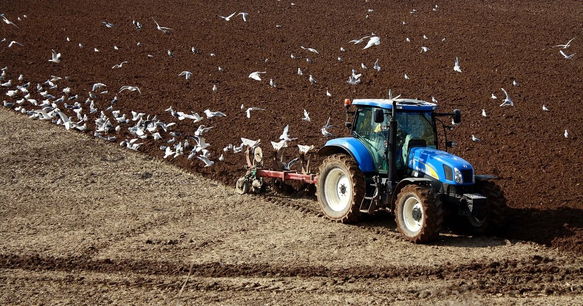 Tractor and Gulls