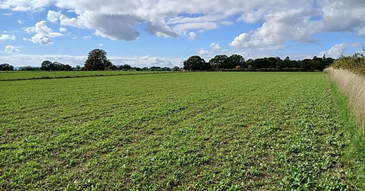 Field of grass ley near Green Acres Farm