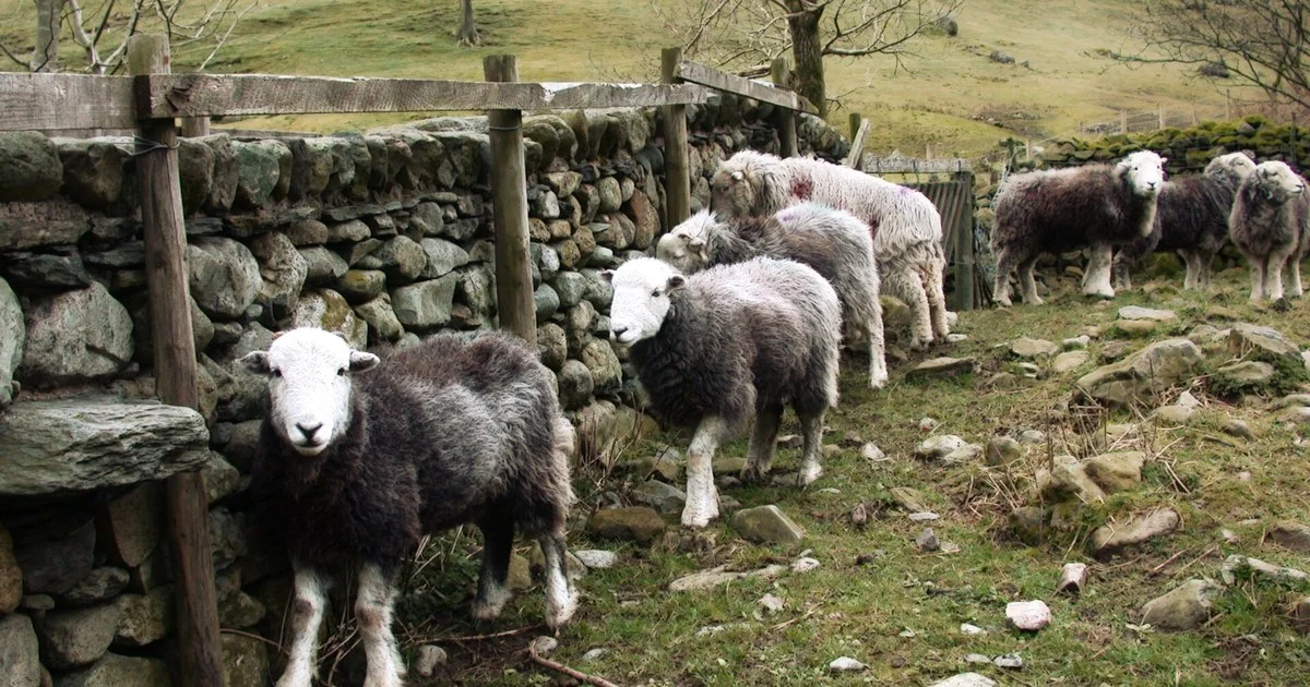 Herdwick sheep by a dry stone wall in the Lake District