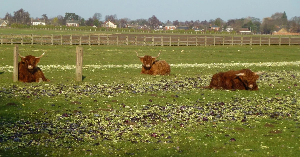 Highland cattle with long horns and a red shaggy coat on Scottish hill grazing