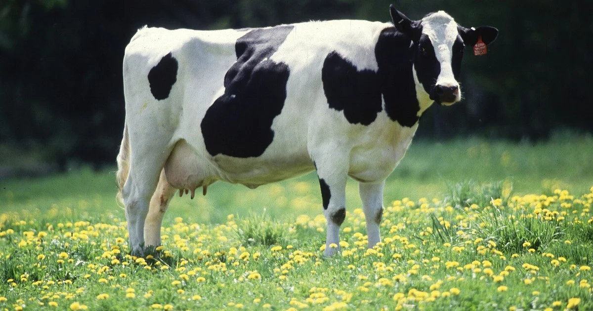 Black and white Holstein Friesian dairy cows grazing a green pasture