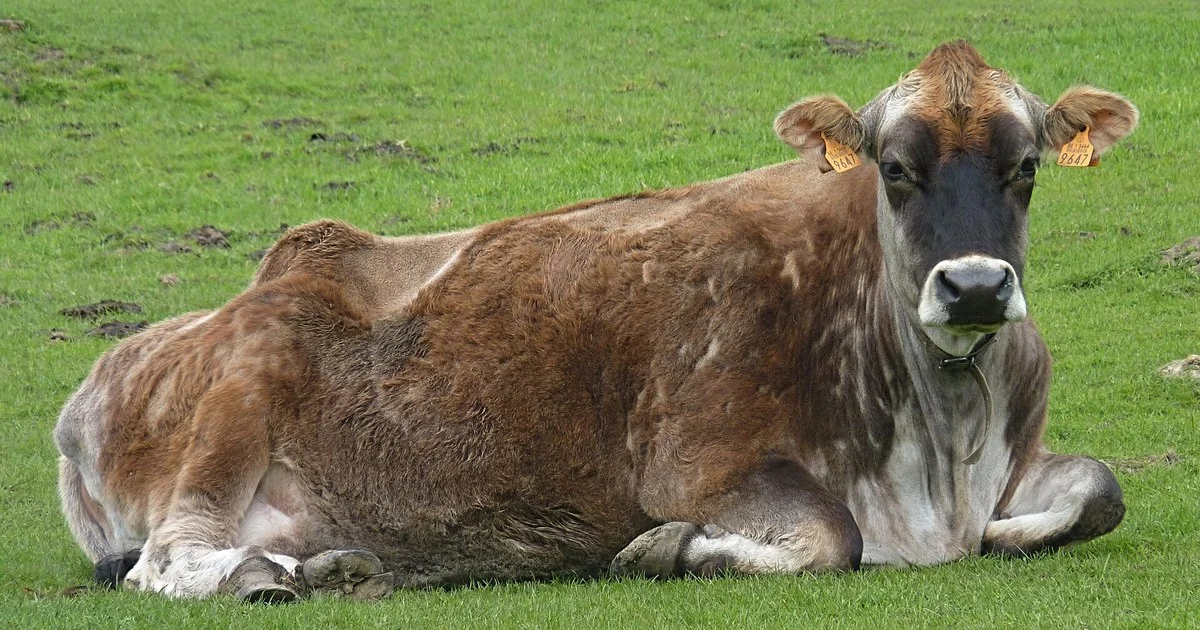 Fawn Jersey cow lying on grass