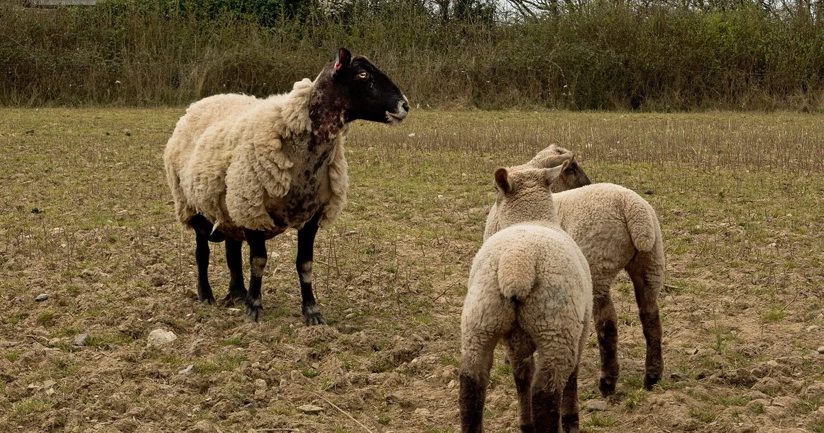 A ewe and two lambs in a field near Bickington