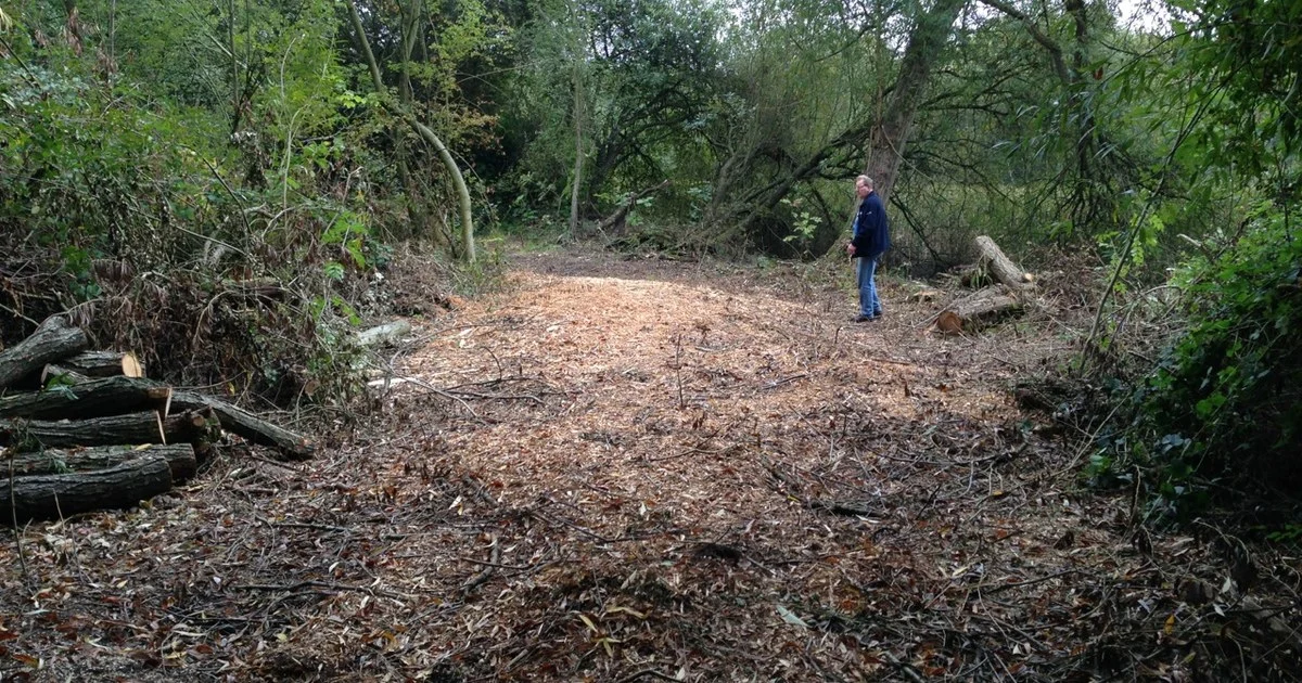 Area of felled trees