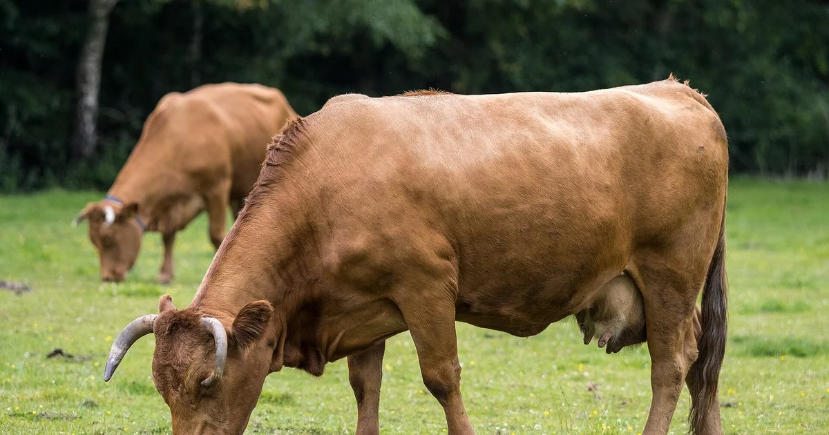 Limousin cow grazing in a field